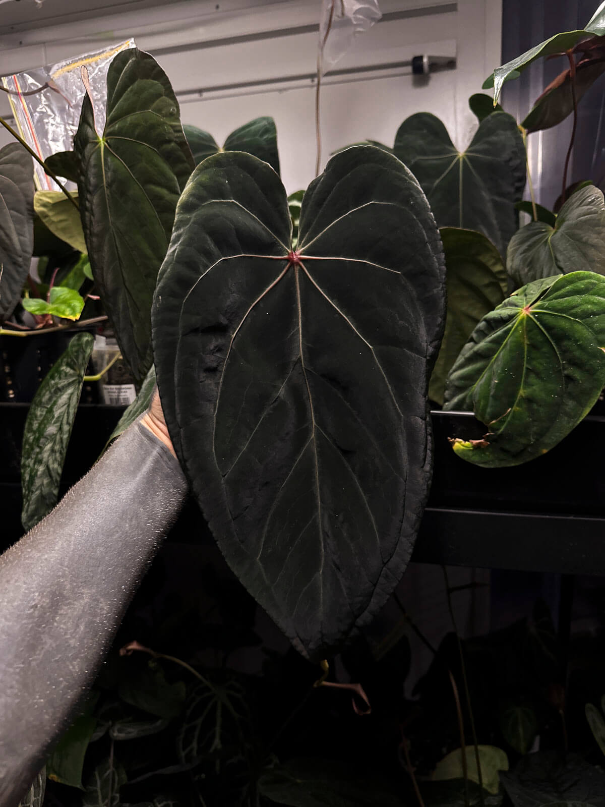 Anthurium #MidnightOwl