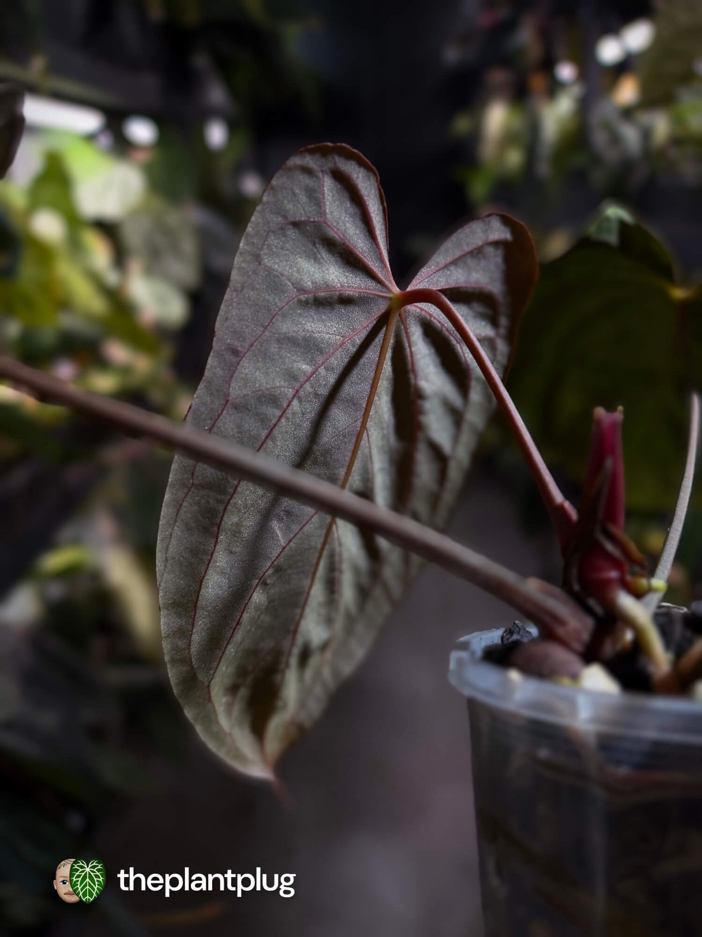 Anthurium #PLUG005 • select