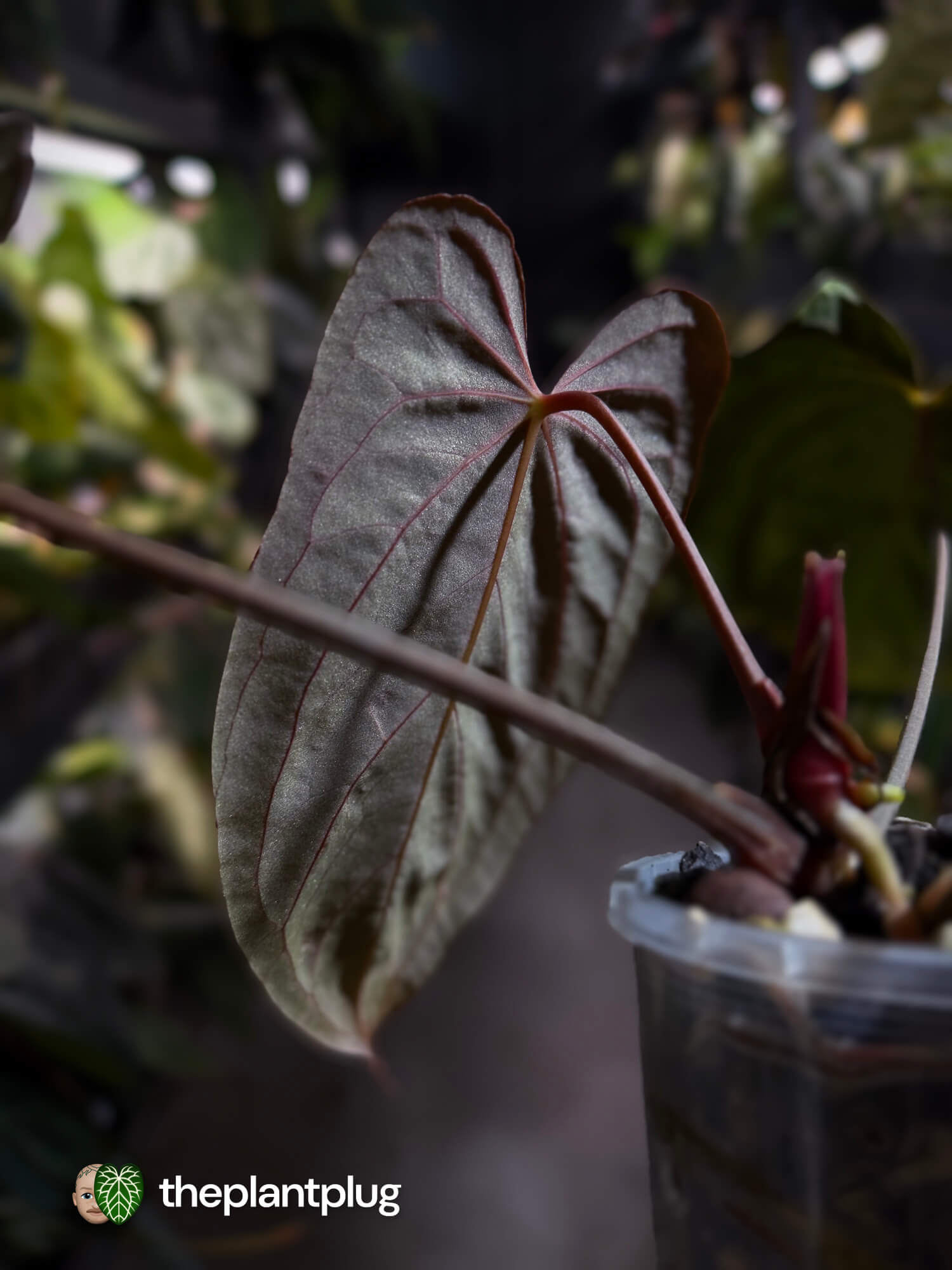 Anthurium #PLUG005 • select