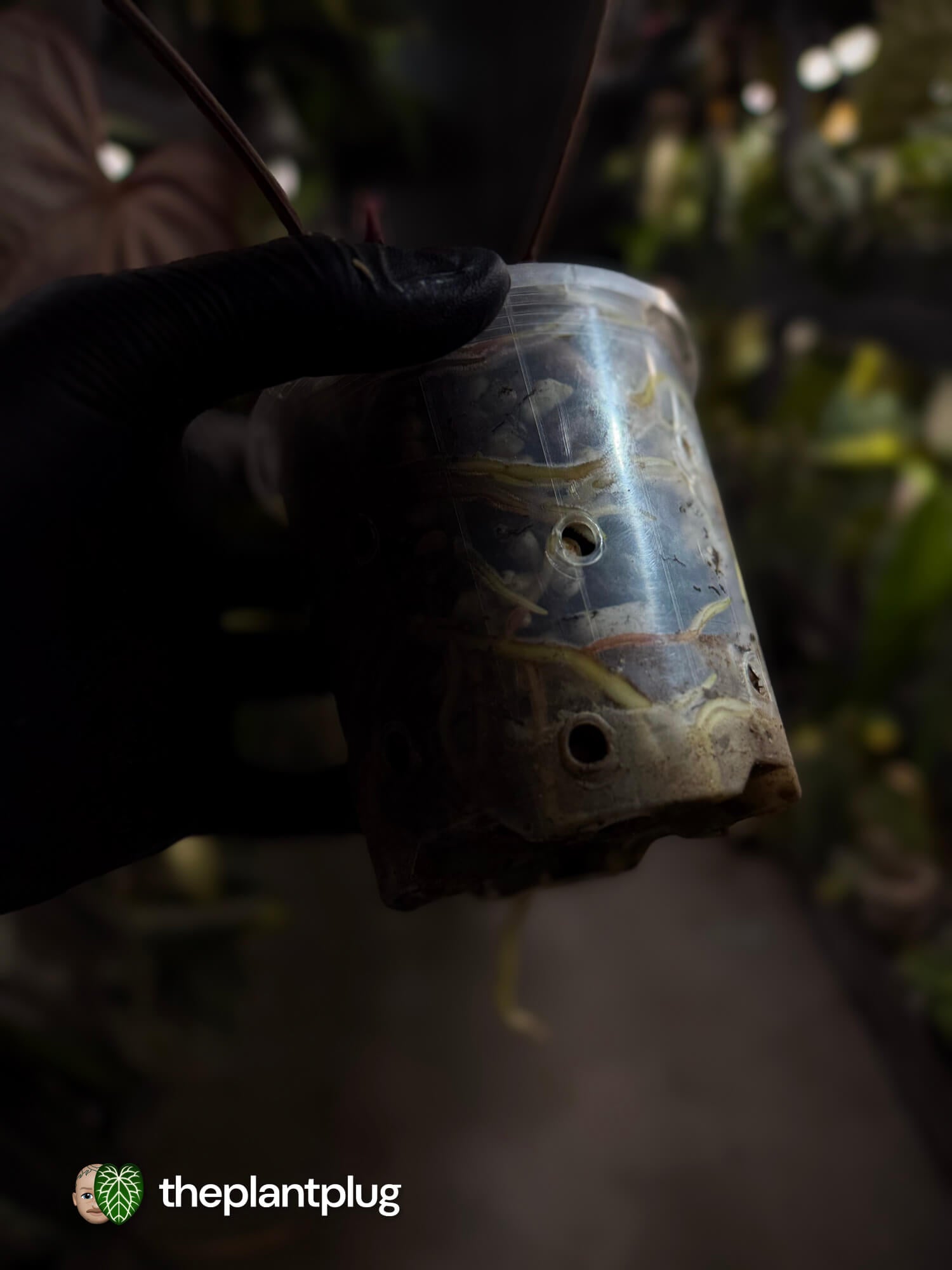 Anthurium #PLUG005 • select