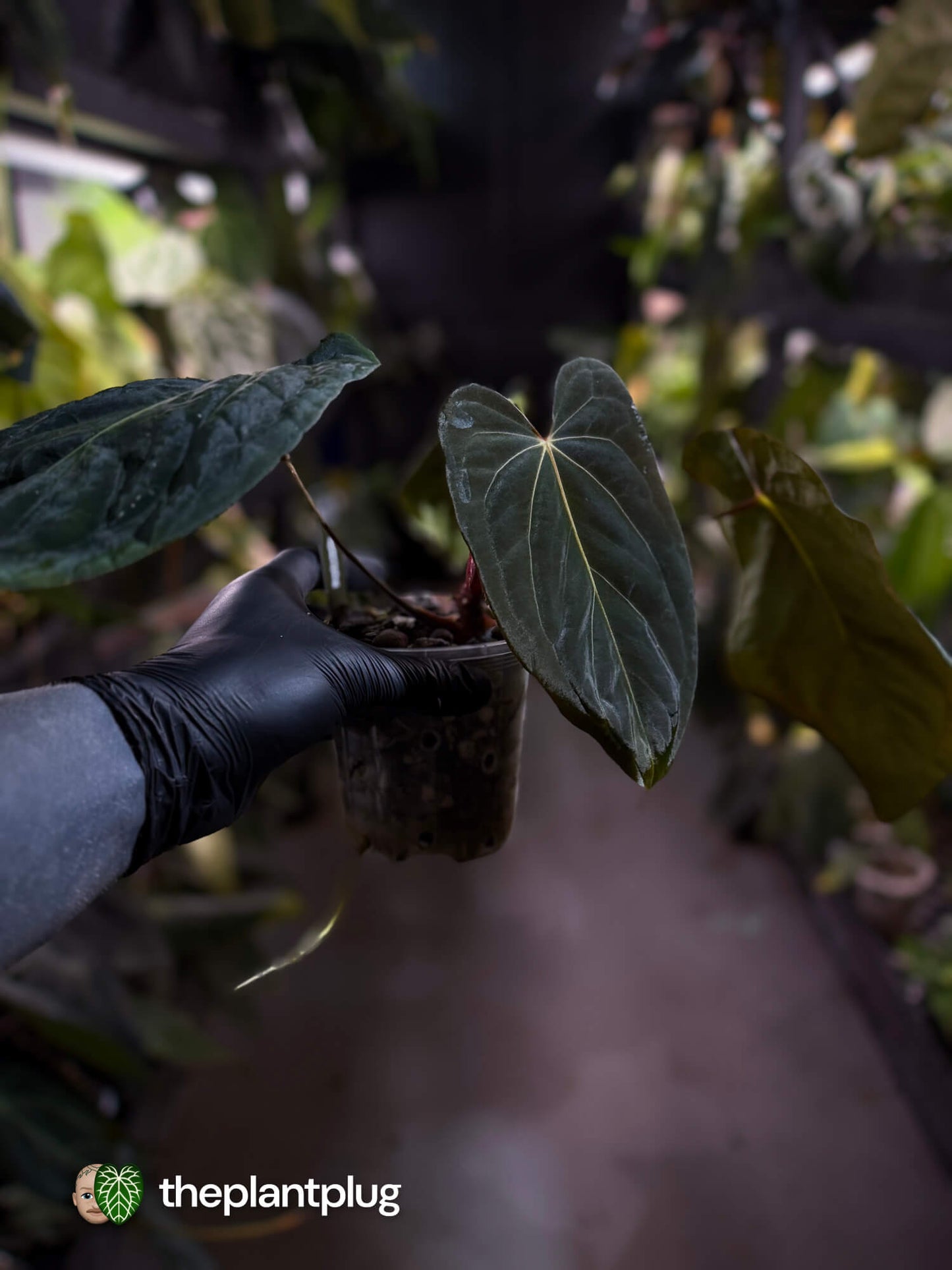 Anthurium #PLUG005 • select