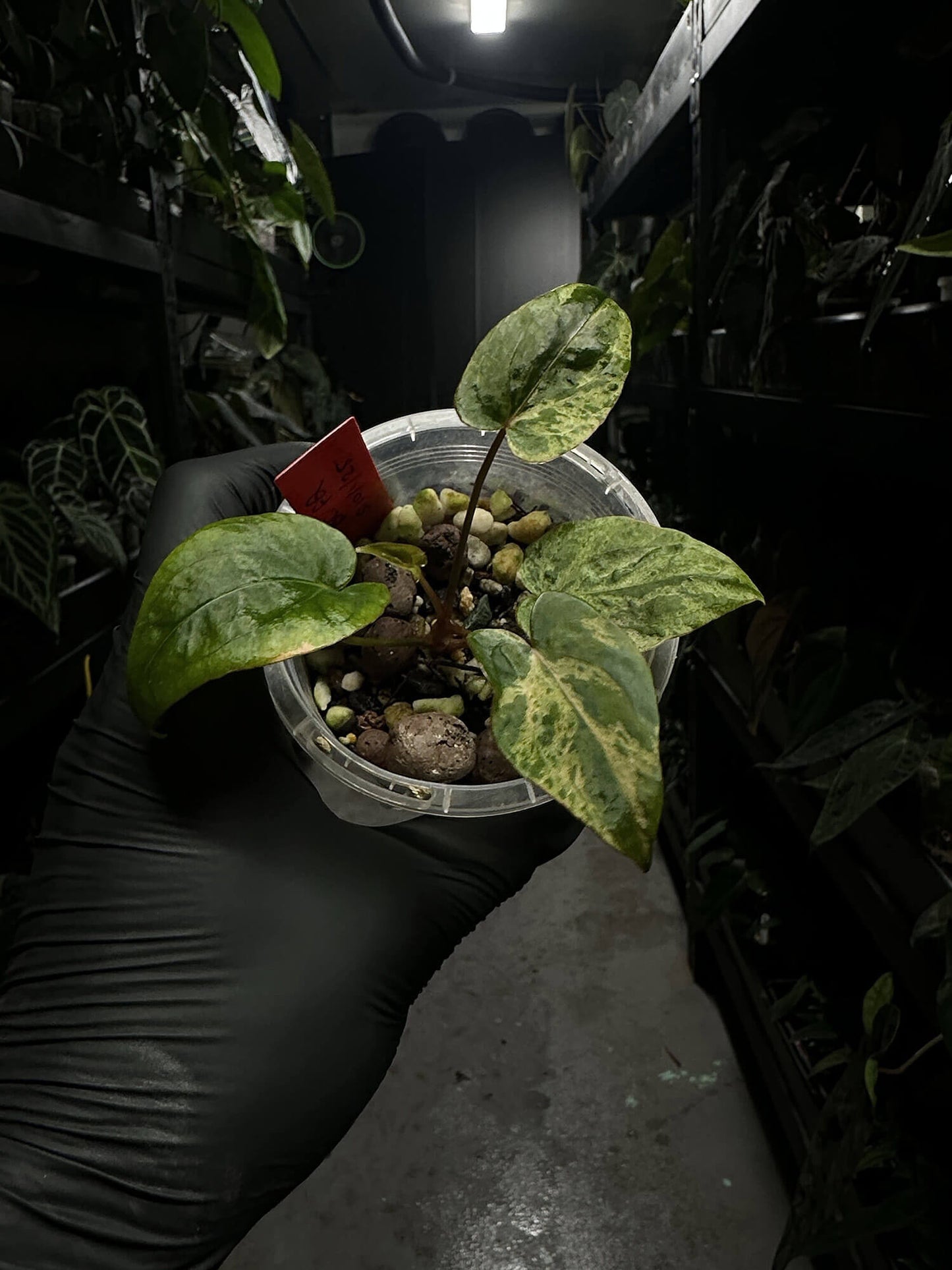 Anthurium #Blackcherry f2 Pink Variegated 🎀