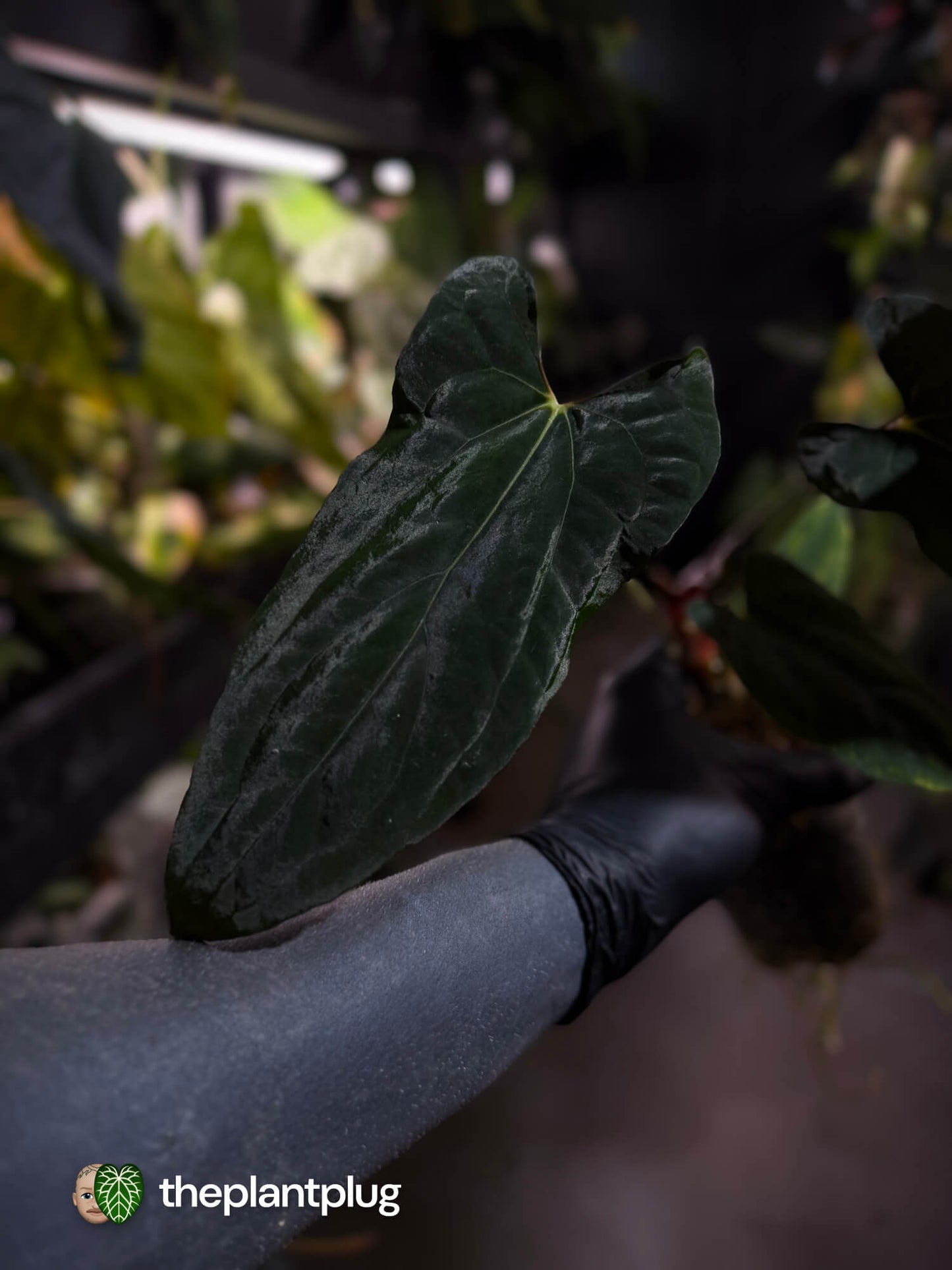 Anthurium papillilaminum 'RLFS' x pap 'RL' s1 • select