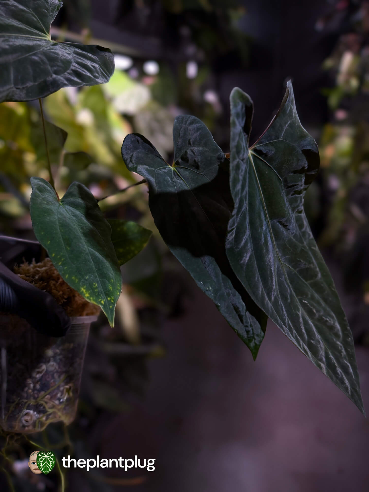 Anthurium papillilaminum 'RLFS' x pap 'RL' s1 • select