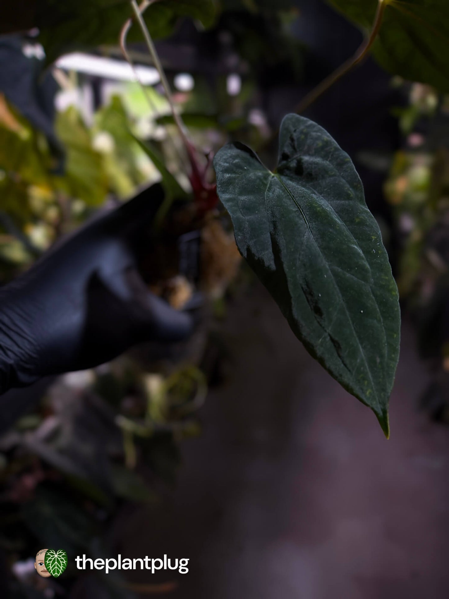 Anthurium papillilaminum 'RLFS' x pap 'RL' s1 • select