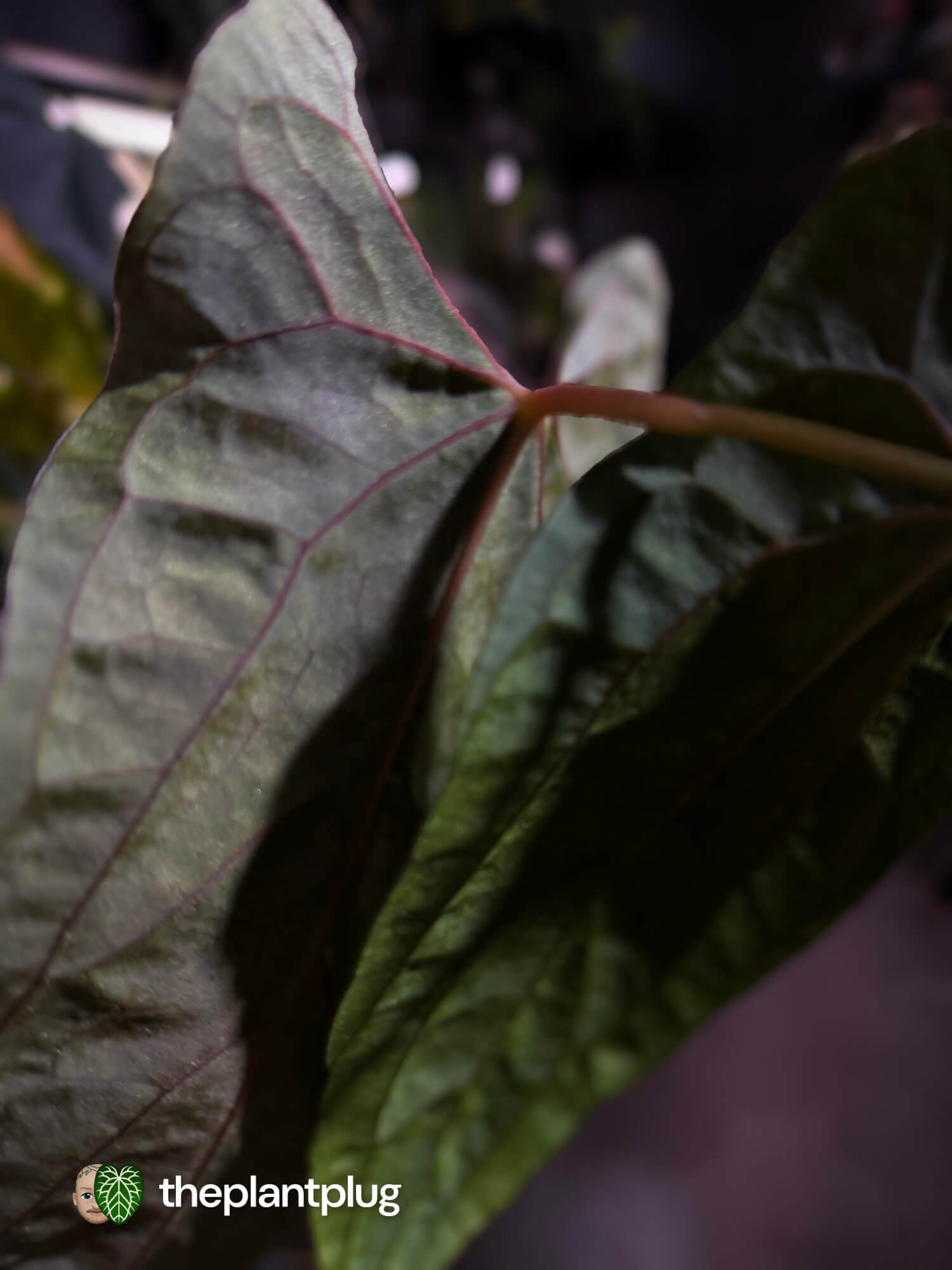 Anthurium papillilaminum 'RLFS' x pap 'RL' s1 • select