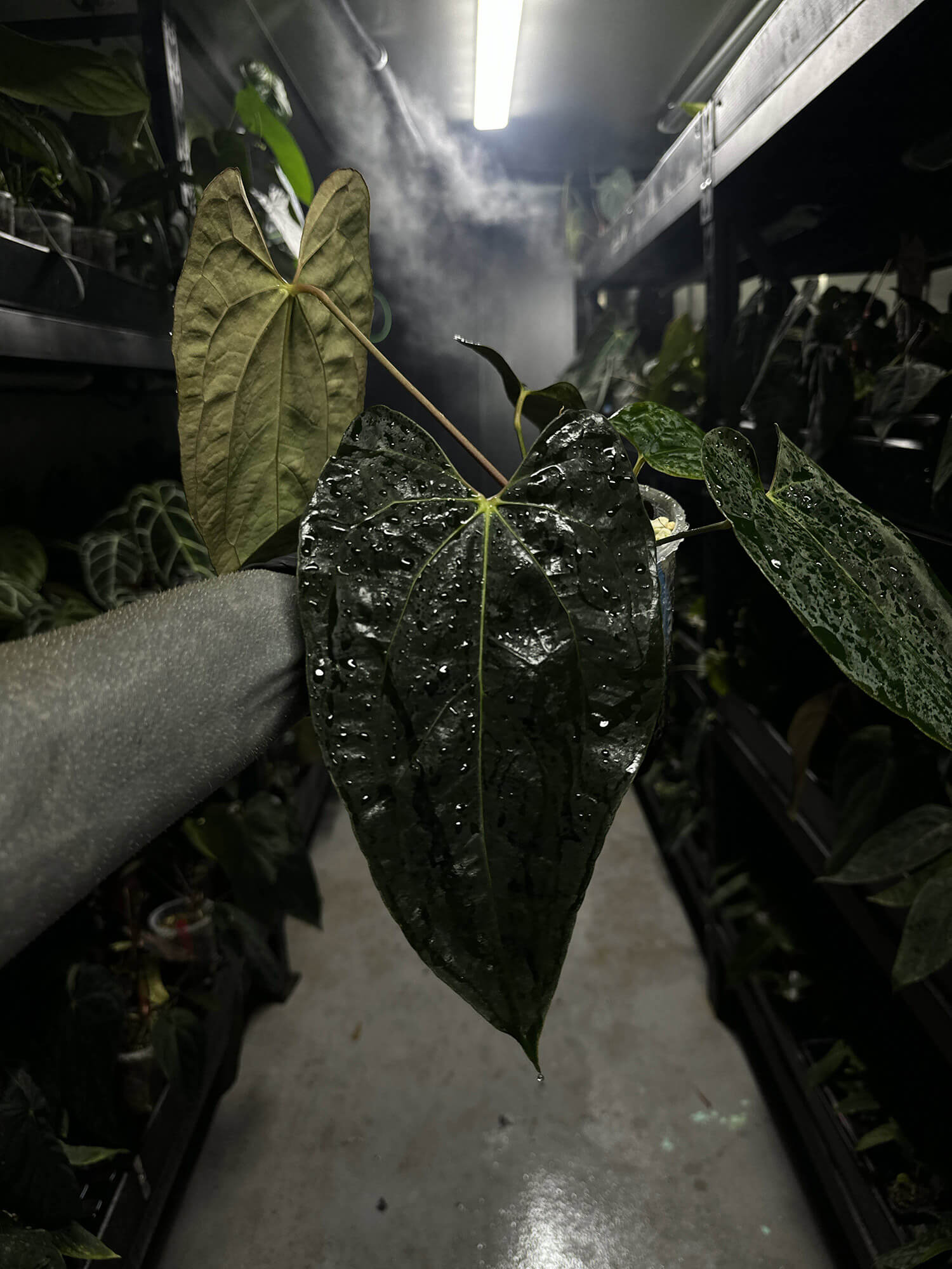 Anthurium #andras - papillilaminum x besseae aff select plant