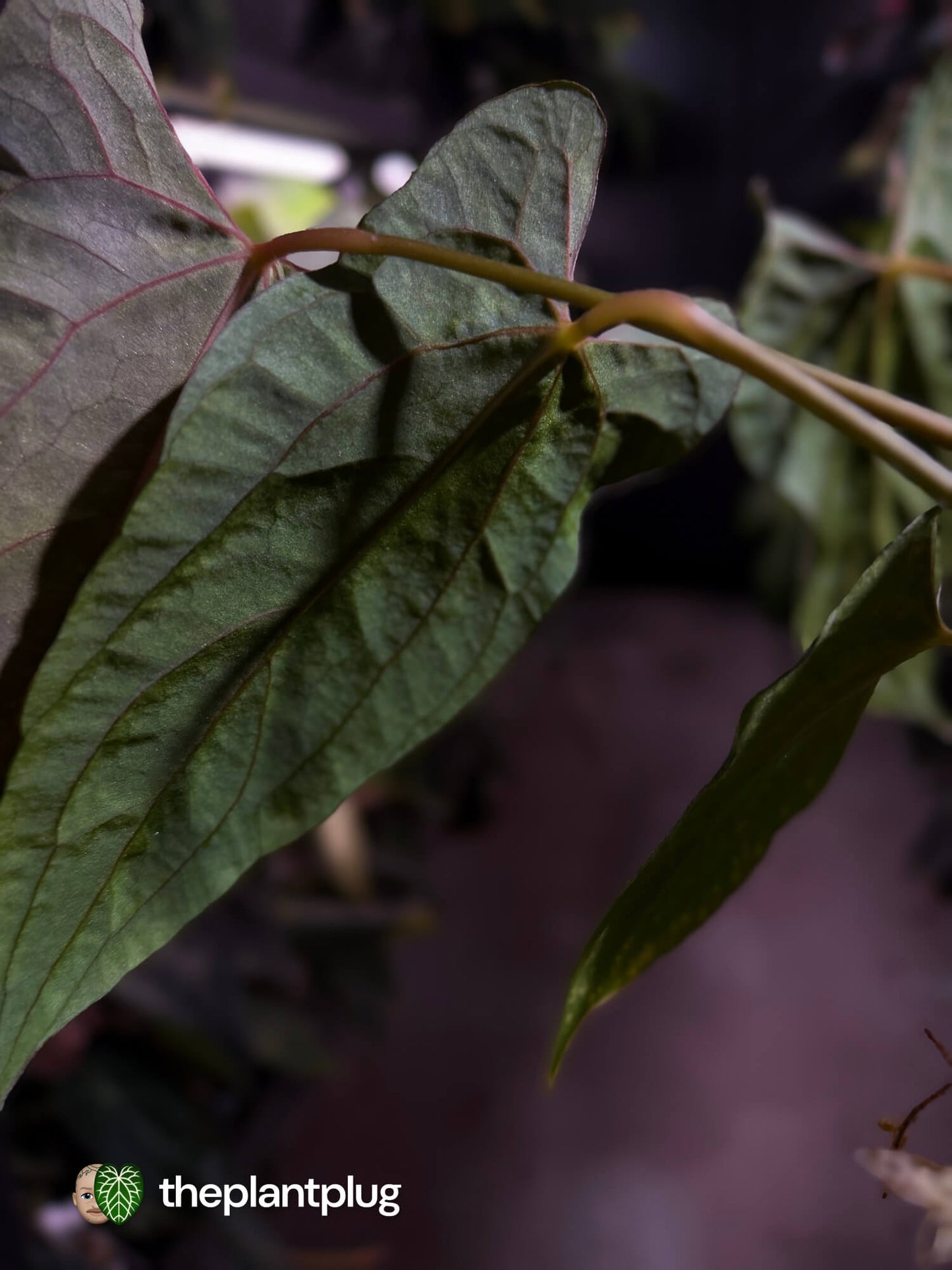 Anthurium papillilaminum 'RLFS' x pap 'RL' s1 • select