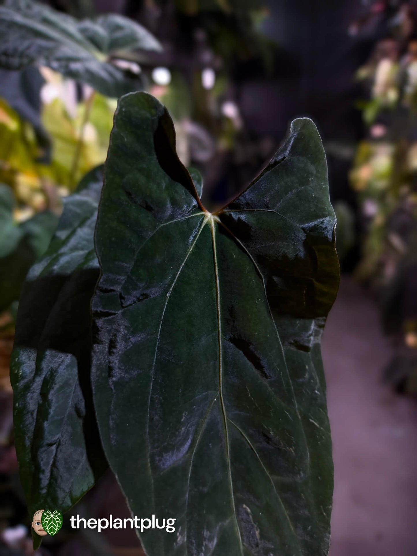 Anthurium papillilaminum 'RLFS' x pap 'RL' s1 • select