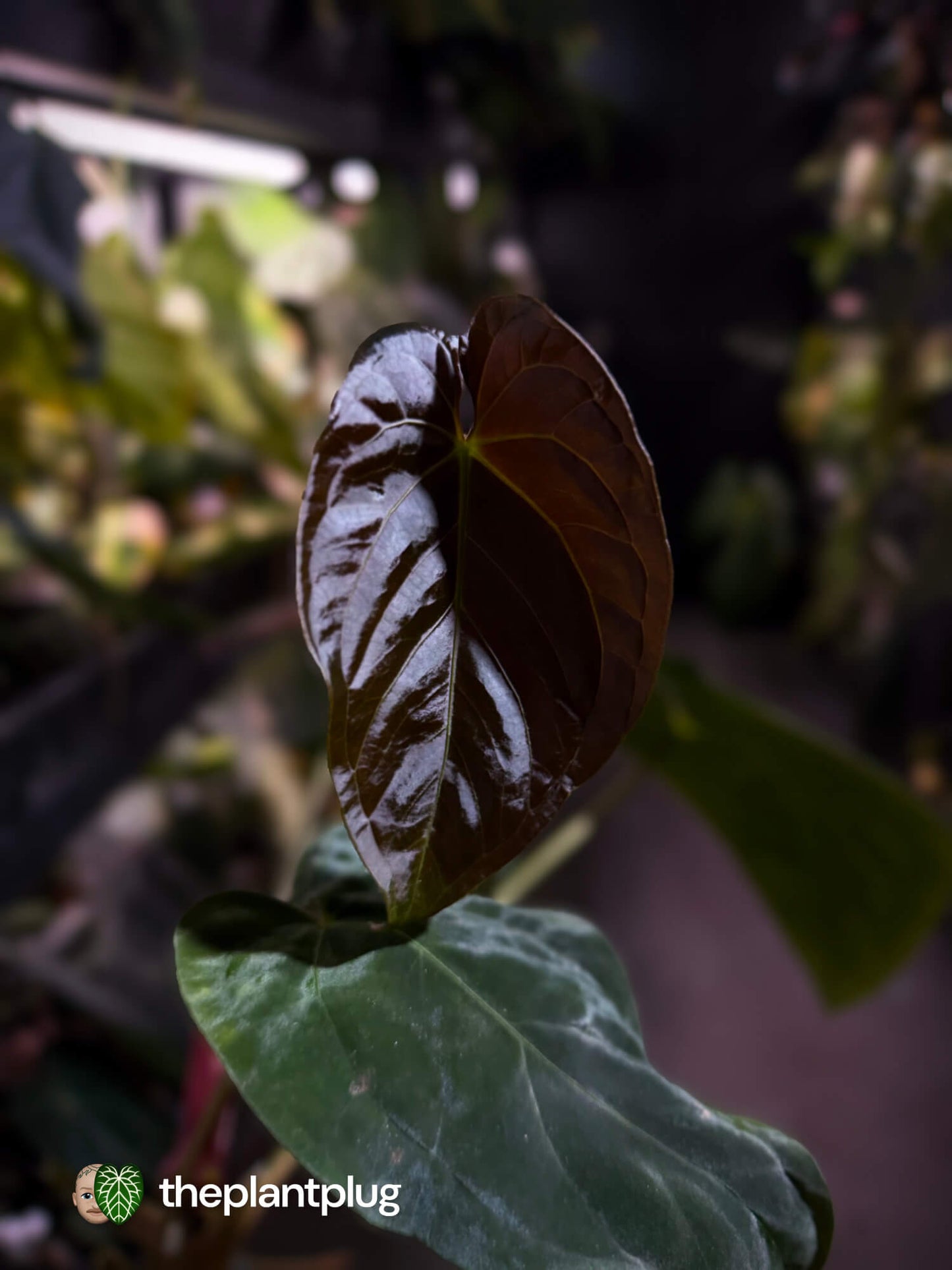 Anthurium #BlinkyBill 🐨