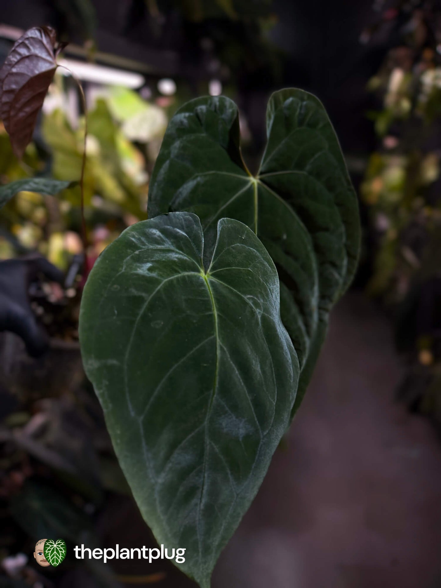 Anthurium #BlinkyBill 🐨