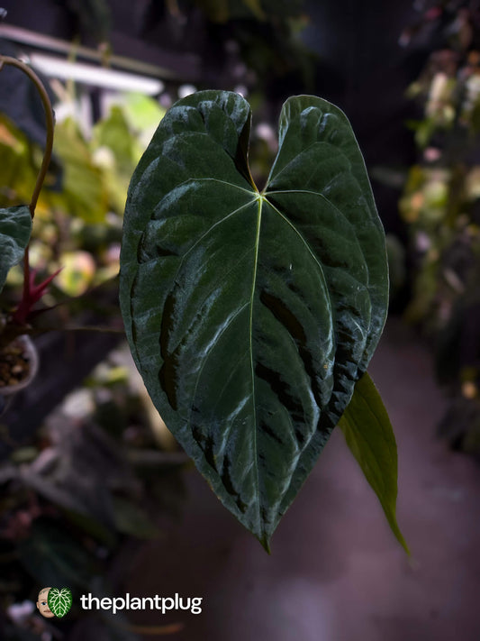 Anthurium #BlinkyBill 🐨