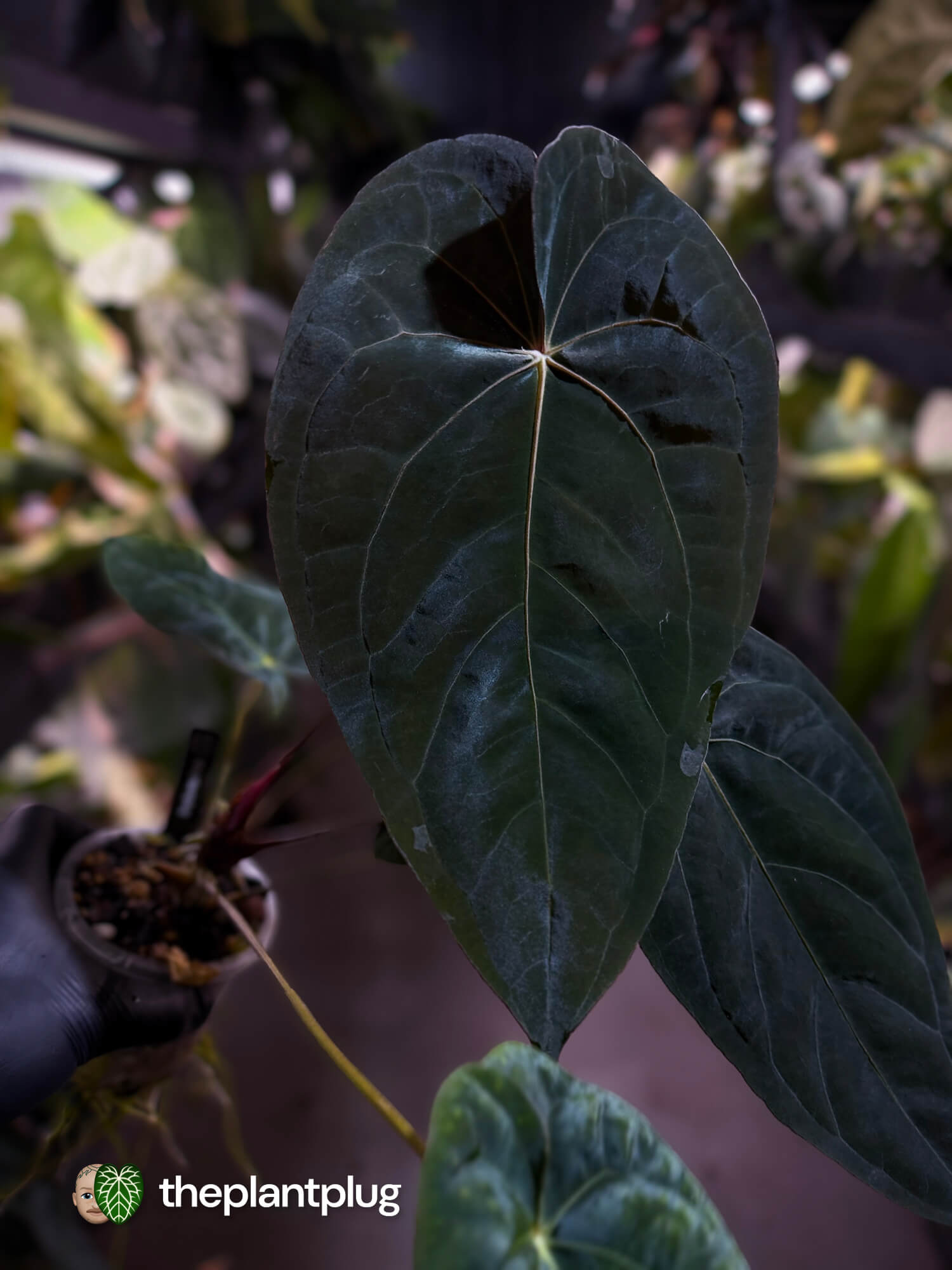 Anthurium #BlinkyBill 🐨 • select