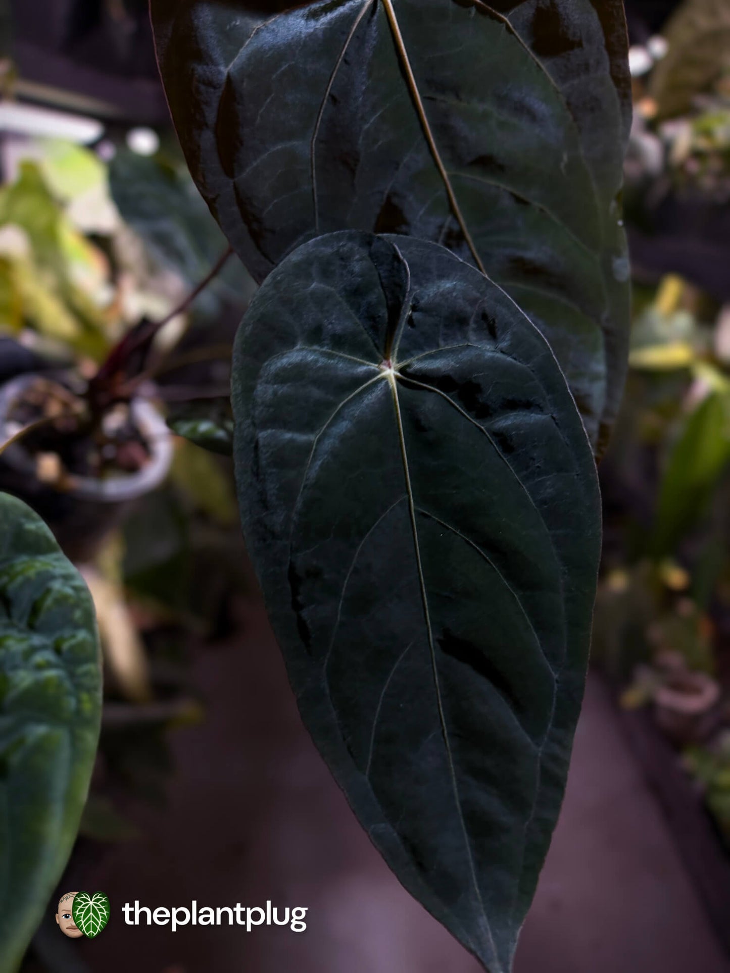 Anthurium #BlinkyBill 🐨 • select