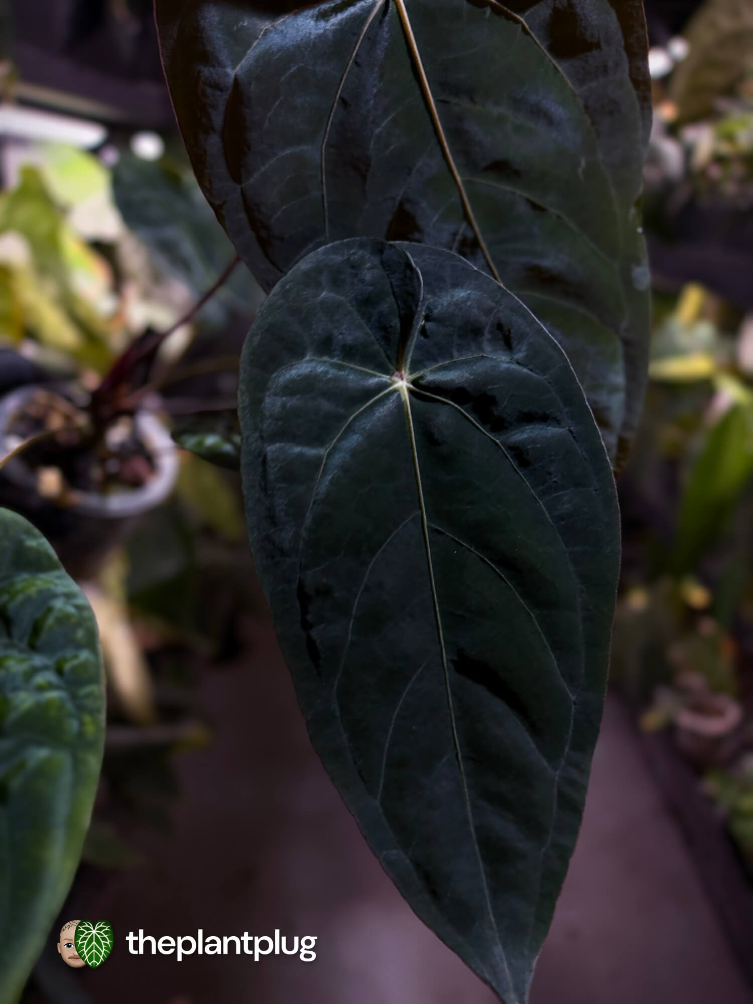 Anthurium #BlinkyBill 🐨 • select