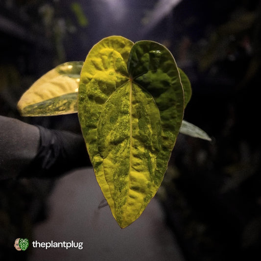 Anthurium (papillilaminum x) x dressleri 'RG' • variegated 🔥