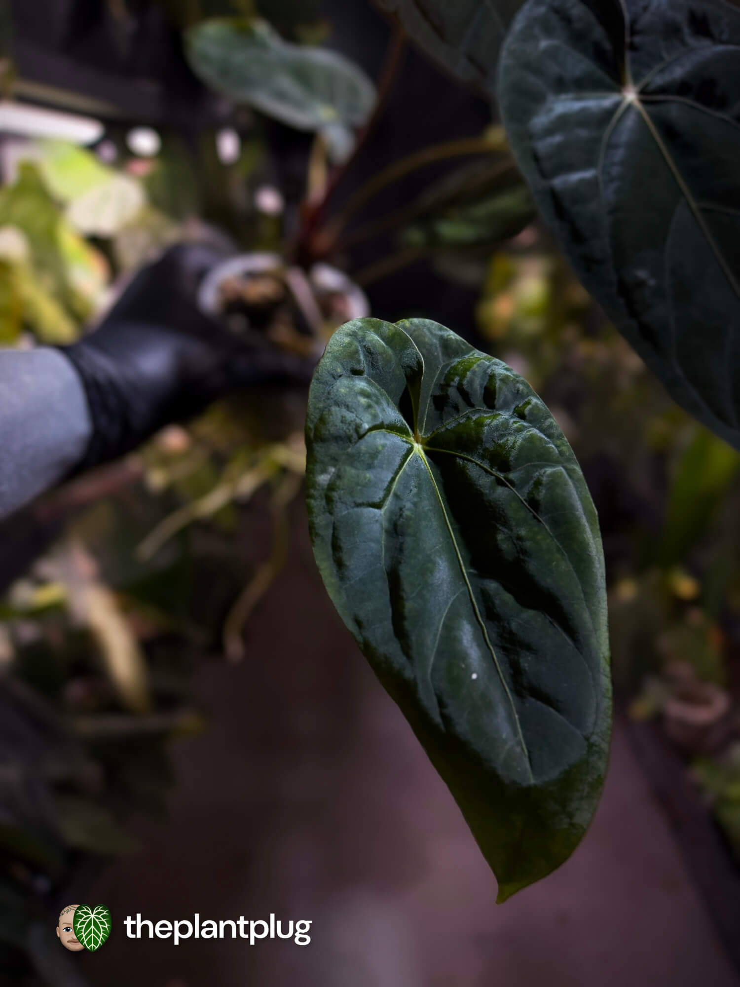 Anthurium #BlinkyBill 🐨 • select