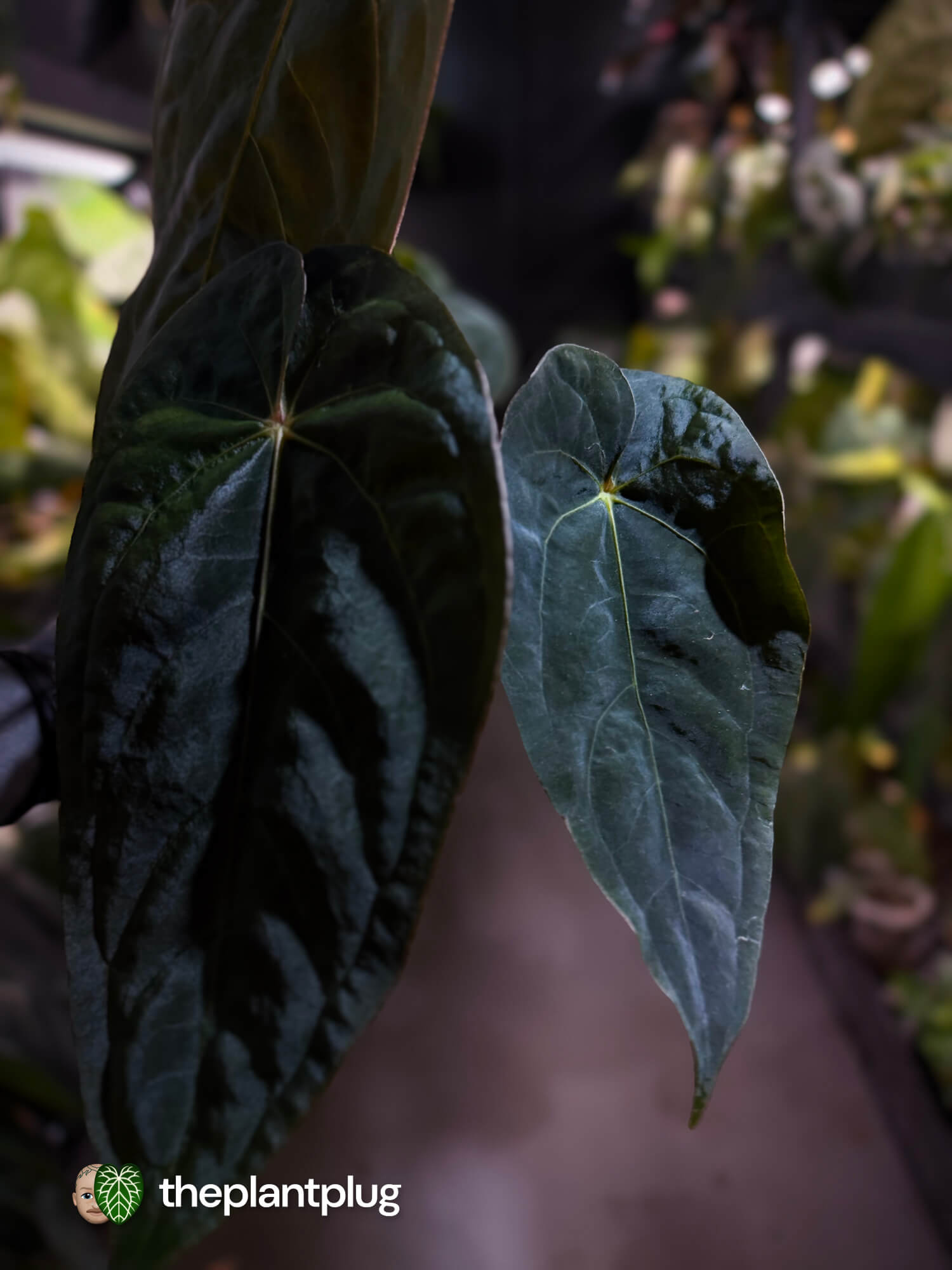 Anthurium #BlinkyBill 🐨 • select