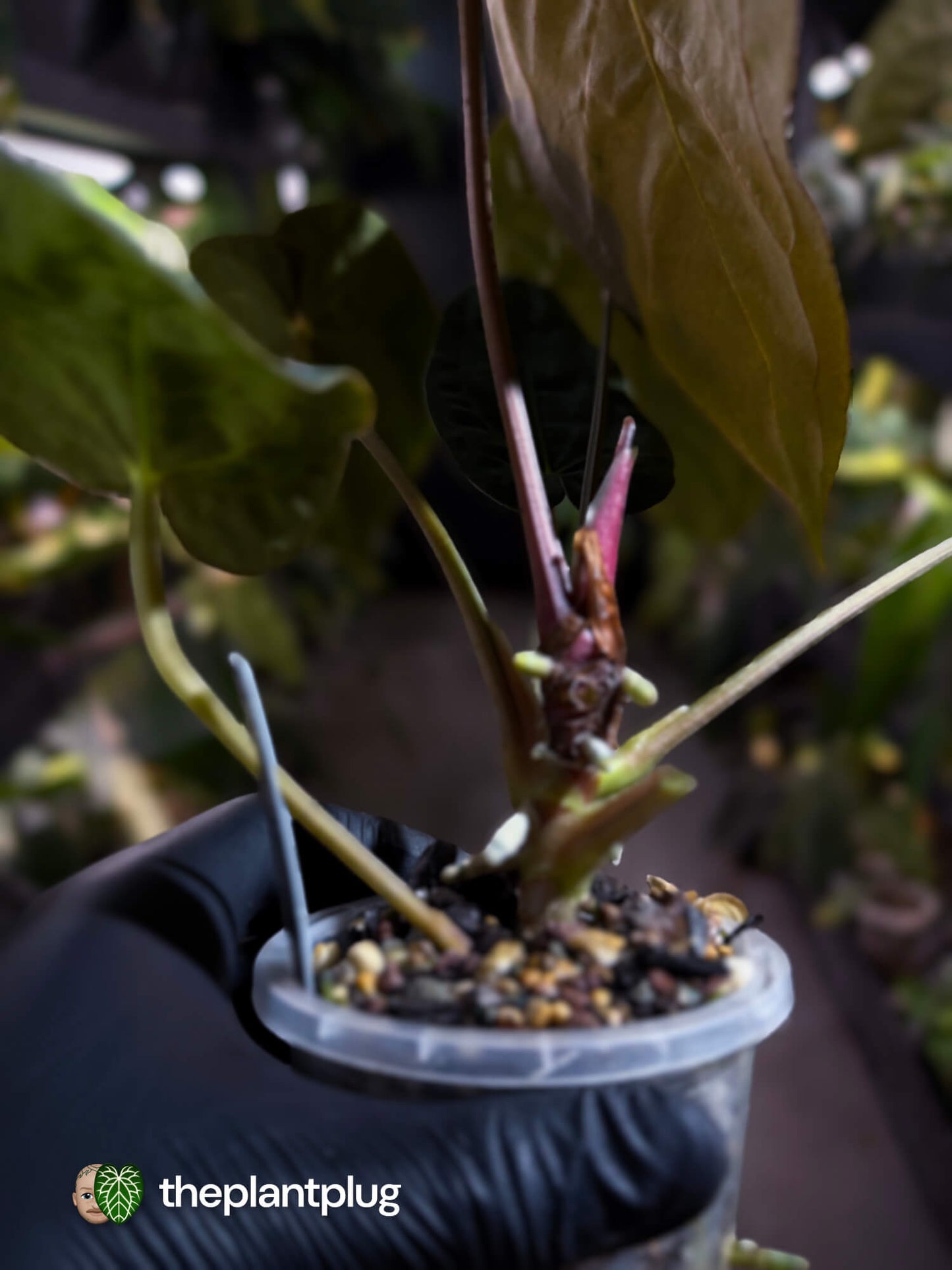 Anthurium #BlinkyBill 🐨 • select