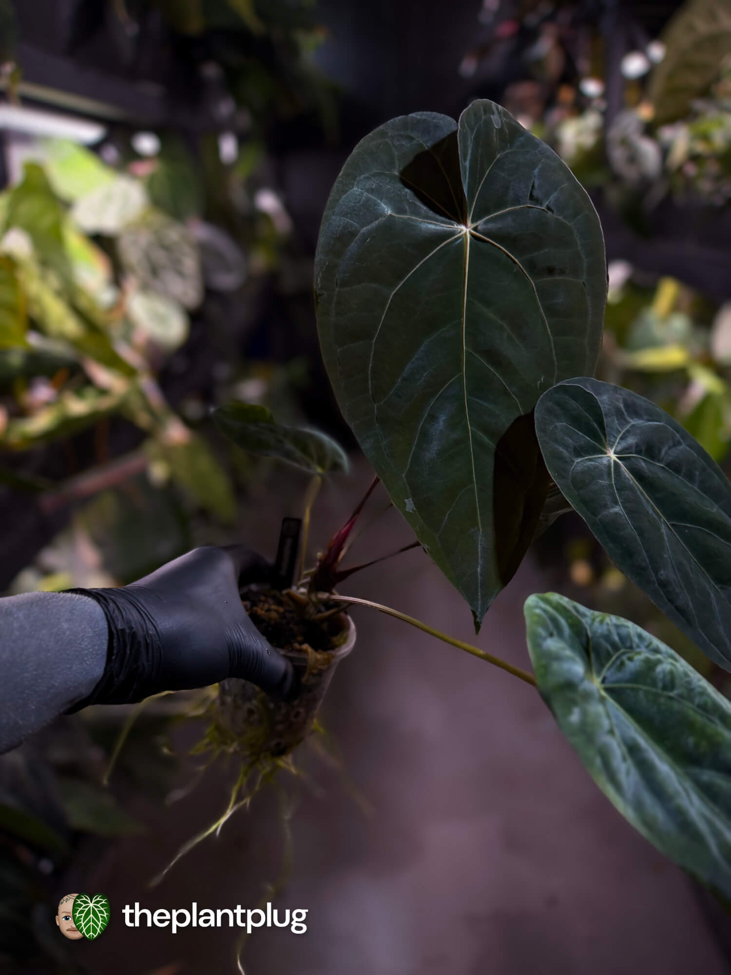 Anthurium #BlinkyBill 🐨 • select