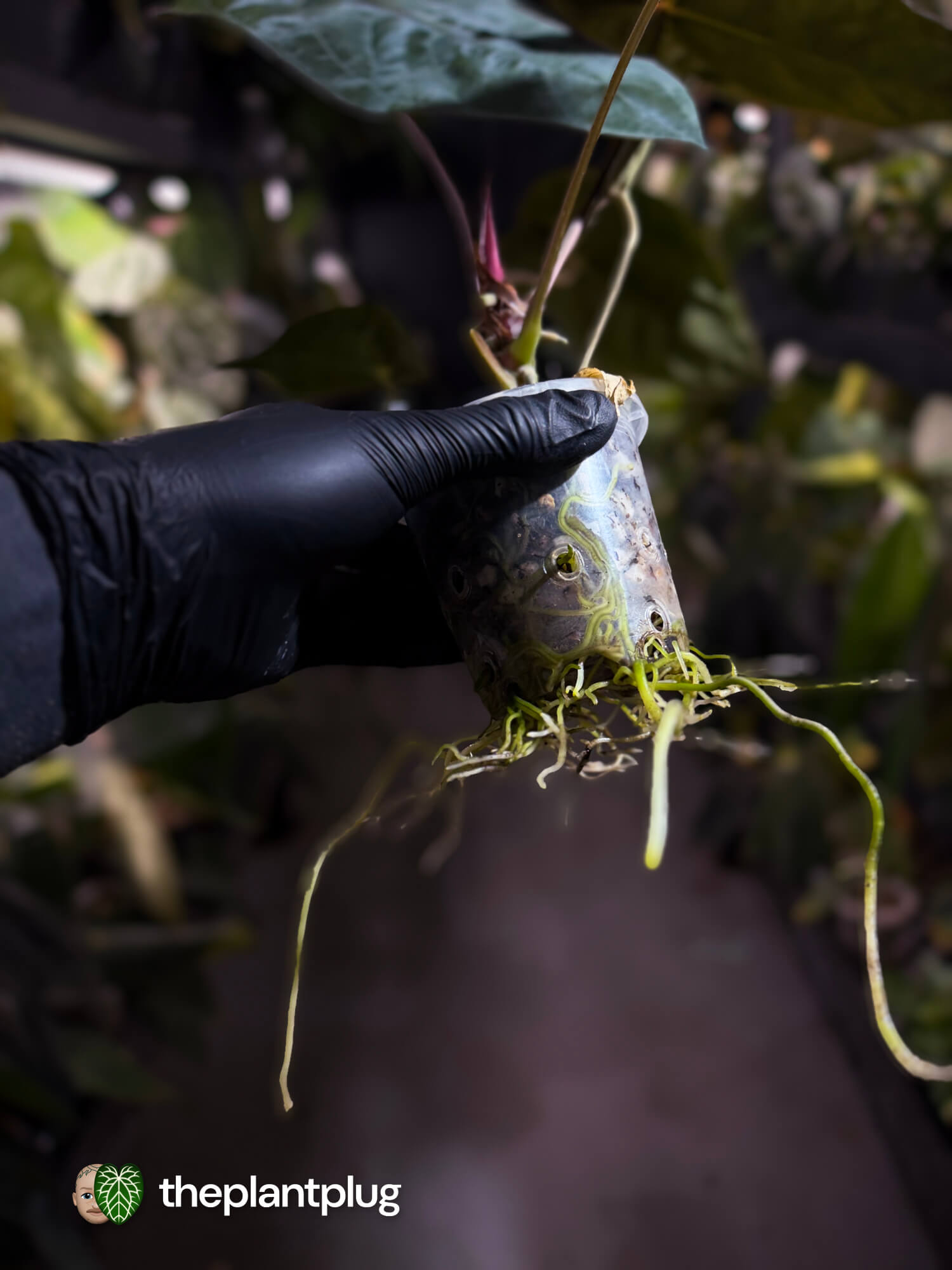 Anthurium #BlinkyBill 🐨 • select