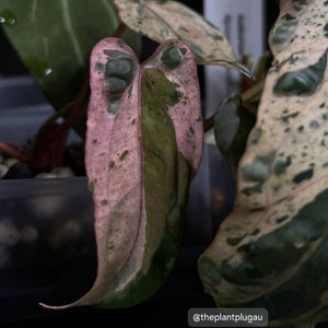 Variegated