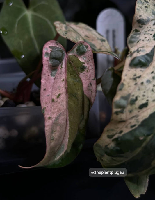 Anthurium #Blackcherry f2 Pink Variegated 🎀