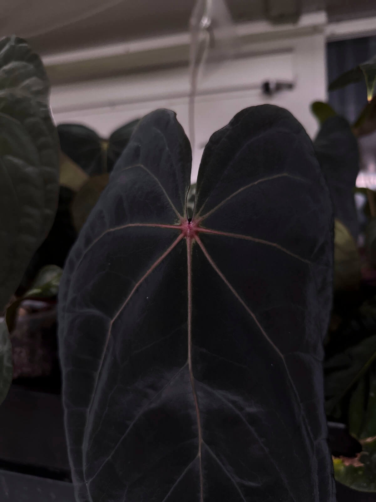 Anthurium #MidnightOwl