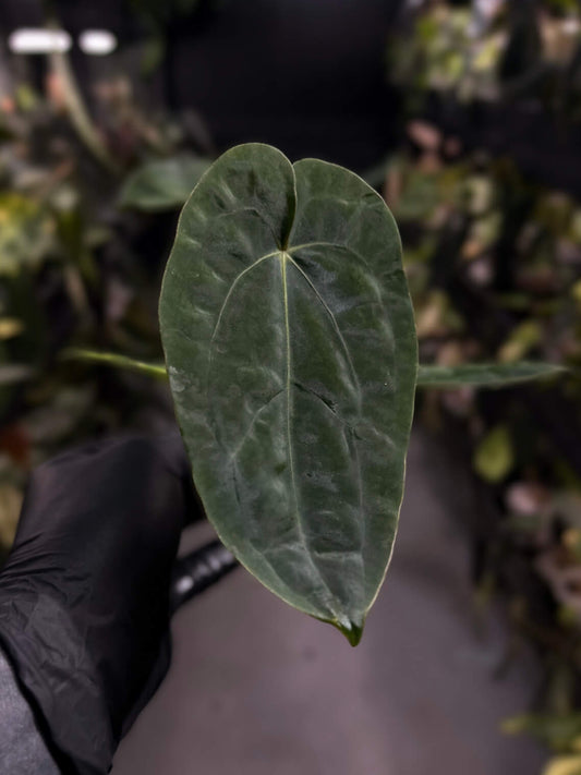 Anthurium forgetii hybrid x dressleri