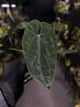 Anthurium forgetii hybrid x dressleri