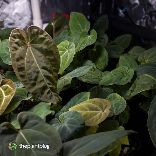 Anthurium besseae aff x kunayalense • grower's choice