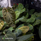 Anthurium besseae aff x kunayalense • grower's choice