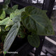 Anthurium besseae aff x kunayalense • grower's choice