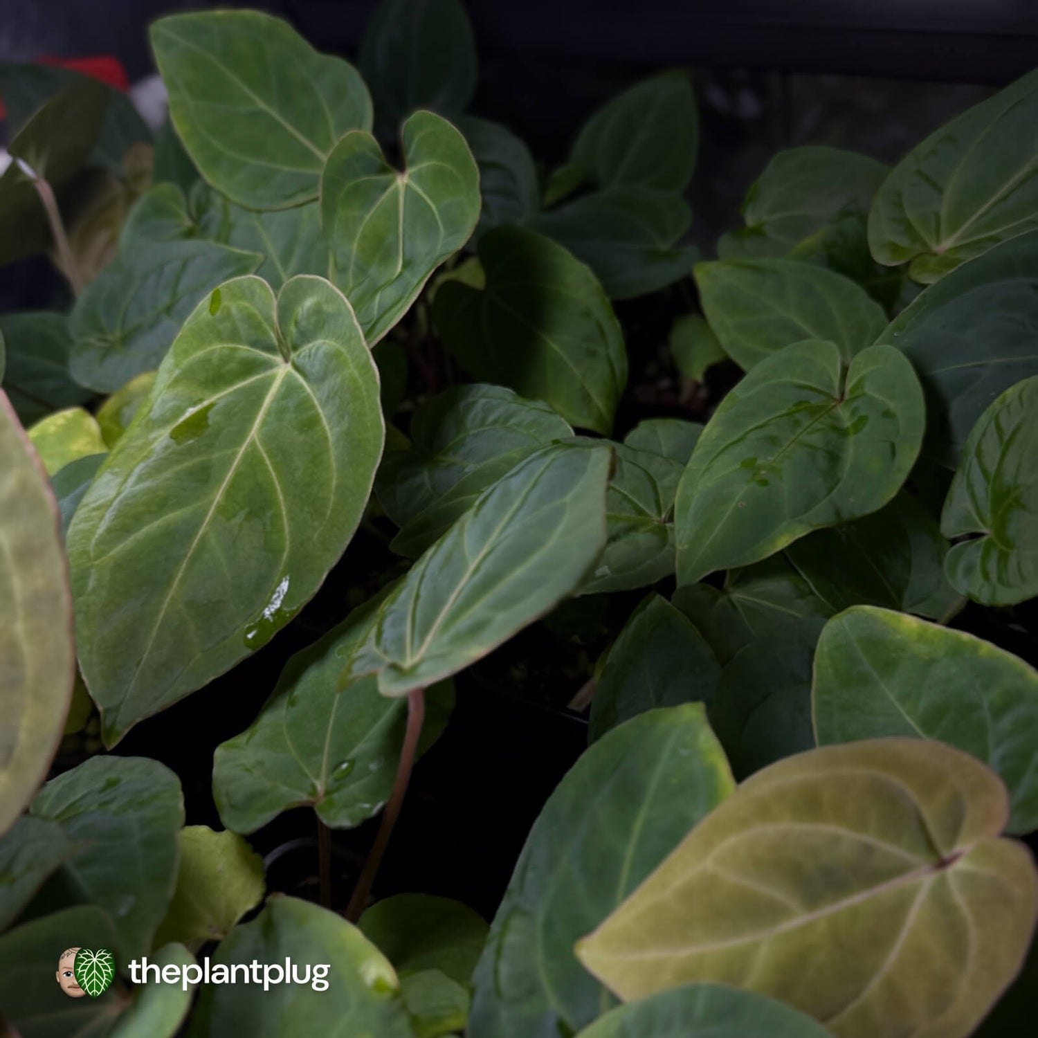 Anthurium besseae aff x kunayalense • grower's choice