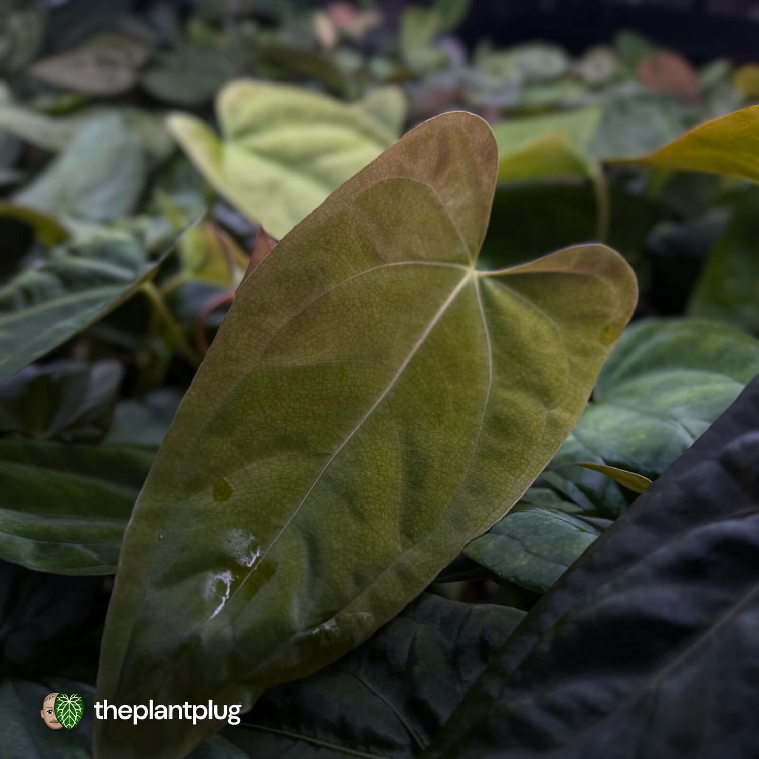 Anthurium #TwinPhoenix x (subsignatum x papillilaminum) • grower's choice