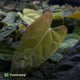 Anthurium #TwinPhoenix x (subsignatum x papillilaminum) • grower's choice