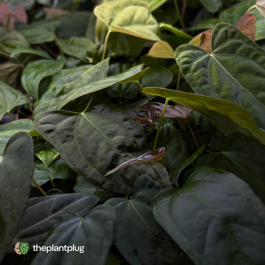 Anthurium #TwinPhoenix x (subsignatum x papillilaminum) • grower's choice