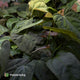 Anthurium #TwinPhoenix x (subsignatum x papillilaminum) • grower's choice