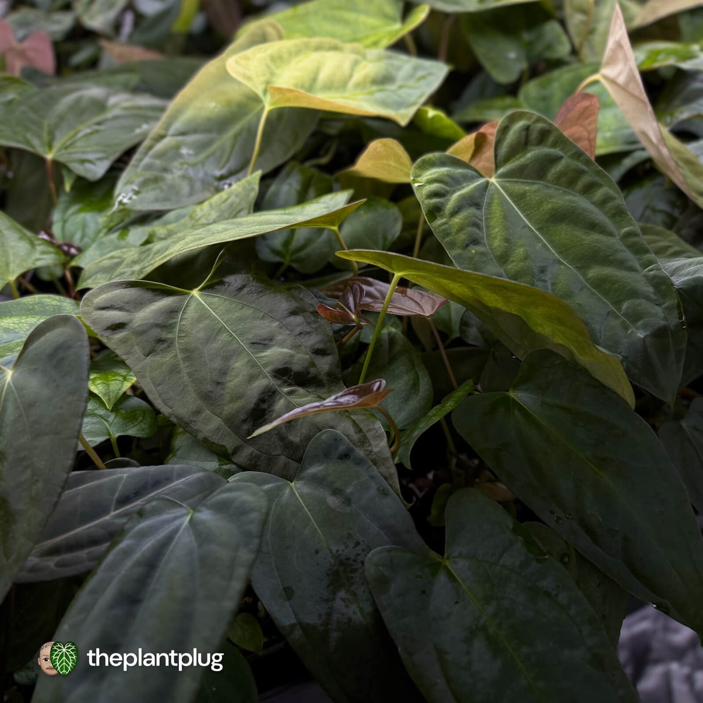 Anthurium #TwinPhoenix x (subsignatum x papillilaminum) • grower's choice
