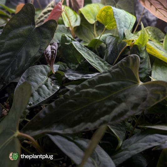 Anthurium (subsignatum x papillilaminum) x #Calculus • grower's choice