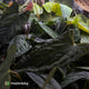 Anthurium (subsignatum x papillilaminum) x #Calculus • grower's choice