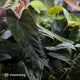 Anthurium (subsignatum x papillilaminum) x #Calculus • grower's choice