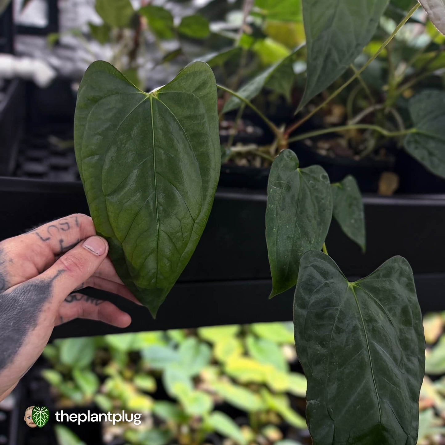 Anthurium (subsignatum x papillilaminum) x #Calculus • grower's choice