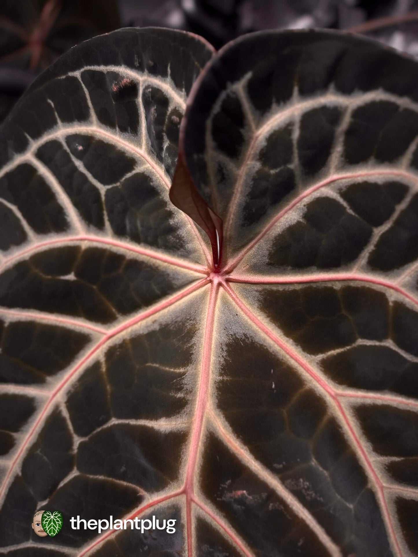 Anthurium SKG Silver RC x Michelle • germinated seeds