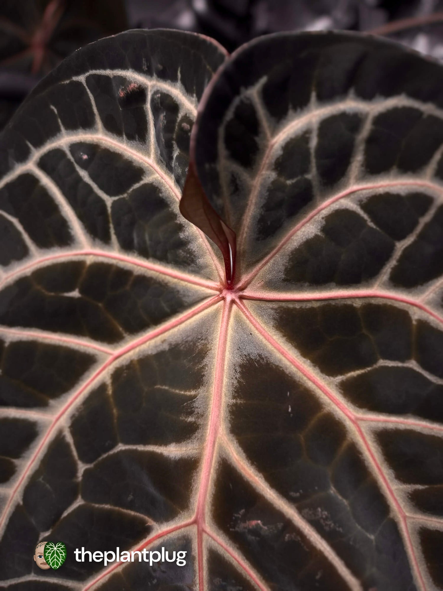 Anthurium SKG Silver RC x Michelle • germinated seeds