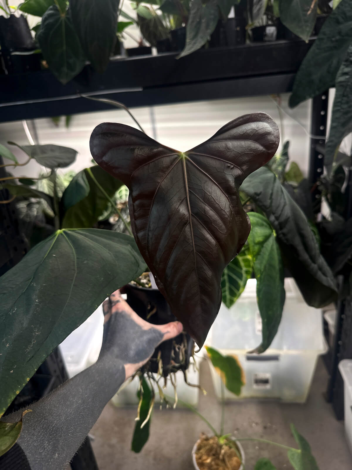 Anthurium #MidnightVelvet x 'Indo Portillae'