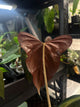 Anthurium #MidnightVelvet x 'Indo Portillae'
