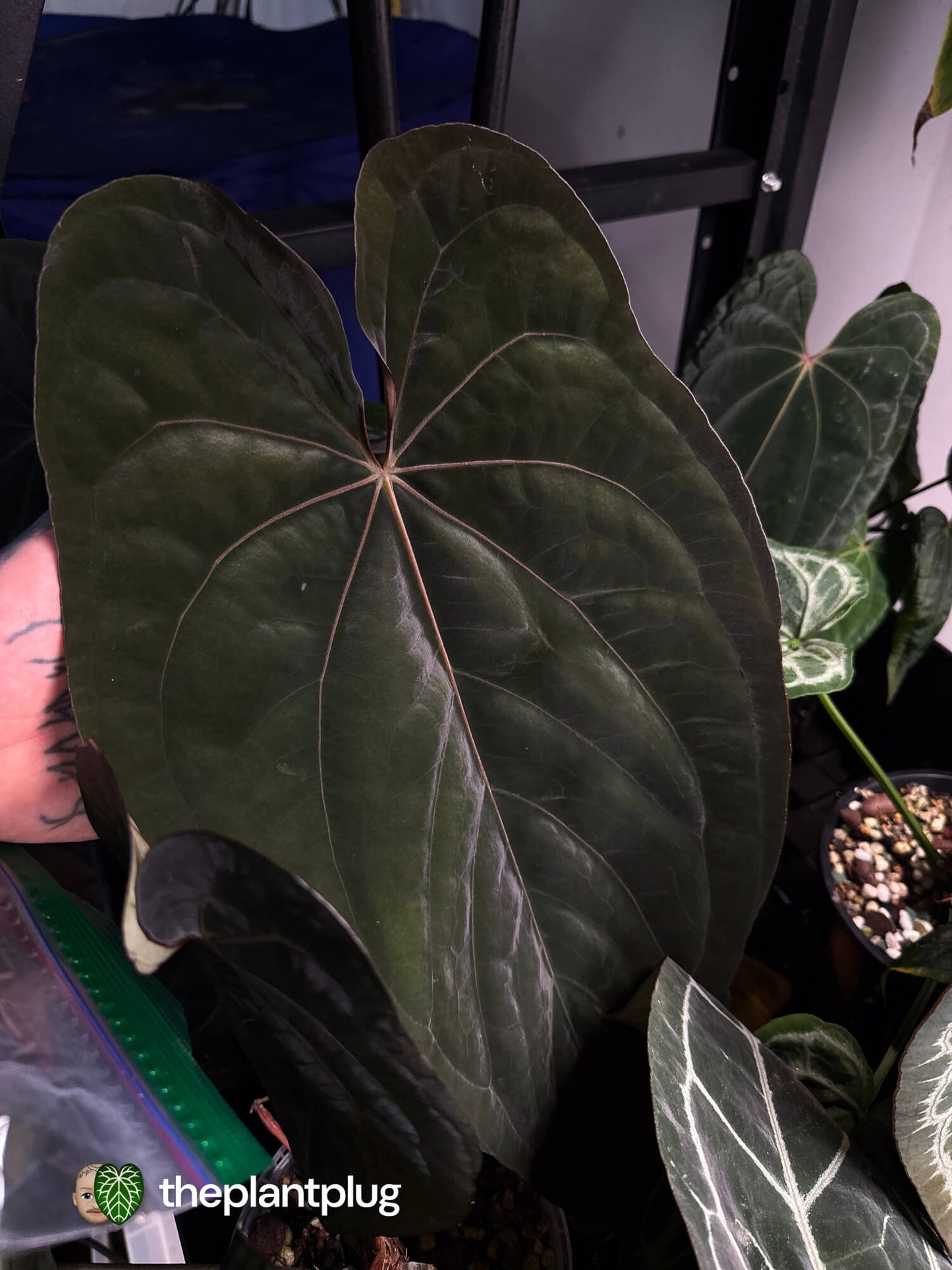 Anthurium pap dress x MV RVDP • germinated seeds