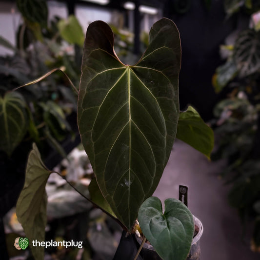 Anthurium #Astaroth