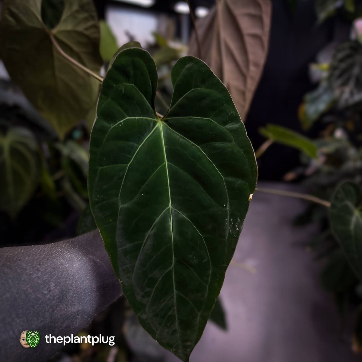 Anthurium #Astaroth